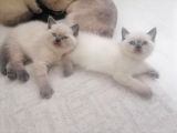 Tam Safkan Ayi Kafa British Blue Point