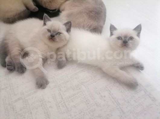 Tam Safkan Ayi Kafa British Blue Point görsel