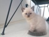 TAM SAFKAN AYI KAFA BRITISH BLUE POINT