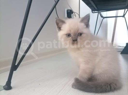 Tam Safkan Ayi Kafa British Blue Point