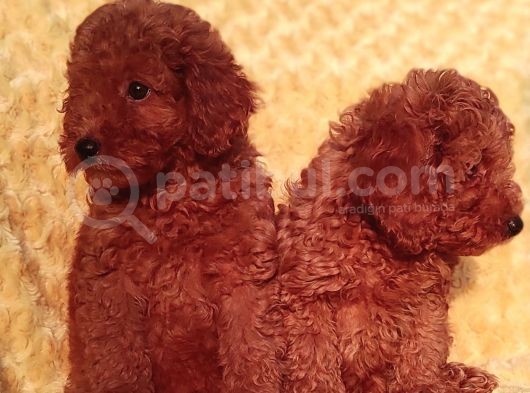 Orjinal toy poodle yavrular