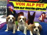 HARIKA CAVALIER YAVRULAR VONALP PET GARANTISIYLE