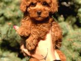 Orjinal Red Brown Toy Poodle Yavrular