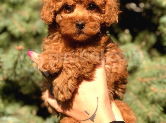 Orjinal Red Brown Toy Poodle Yavrular görsel
