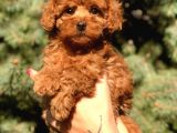 Orjinal Red Brown Toy Poodle Yavrular