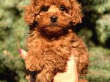 Orjinal Red Brown Toy Poodle yavrular