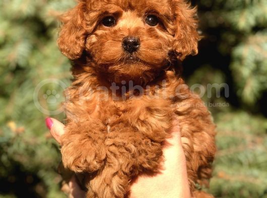 Orjinal Red Brown Toy Poodle Yavrular