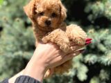 Orjinal Babyface Toy Poodle Yavrular
