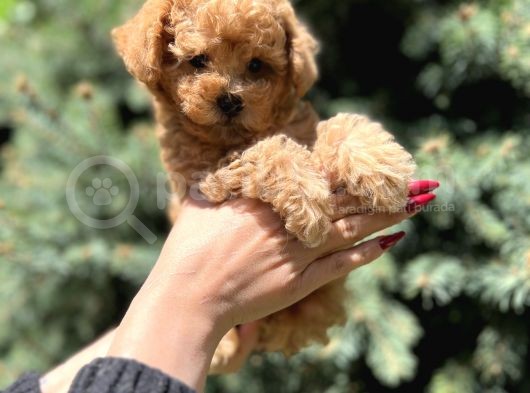 Orjinal Babyface Toy Poodle Yavrular görsel