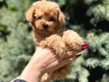 Orjinal Babyface Toy Poodle Yavrular
