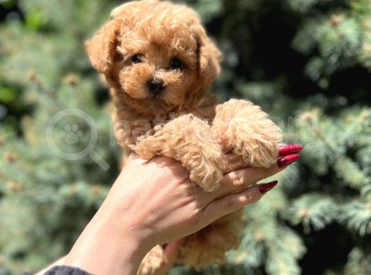Orjinal Babyface Toy Poodle Yavrular görsel