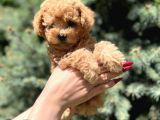Orjinal Babyface Toy Poodle Yavrular