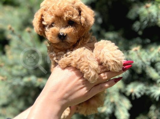 Orjinal Babyface Toy Poodle Yavrular görsel