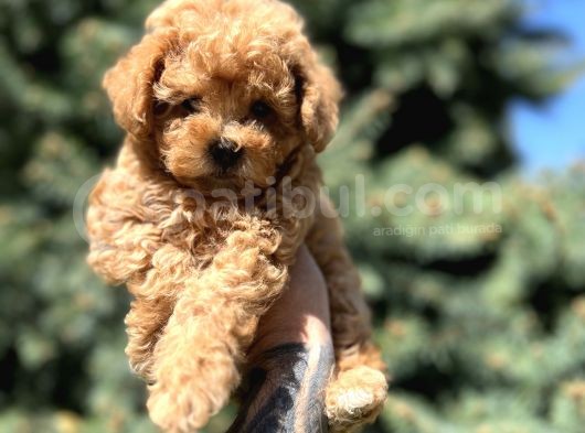 Orjinal Babyface Toy Poodle Yavrular görsel