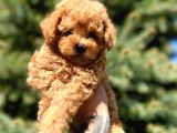 Orjinal babyface Toy Poodle yavrular