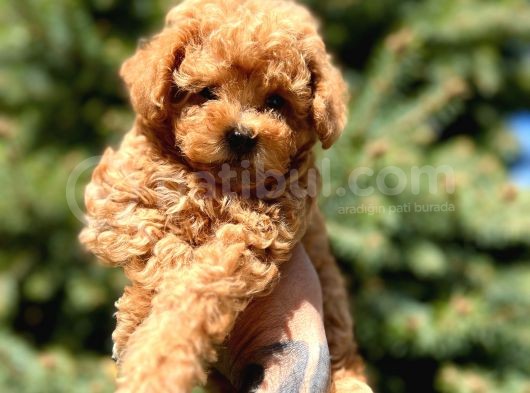 Orjinal Babyface Toy Poodle Yavrular