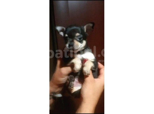 Teacup Şivava Bebekler görsel