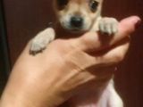 Teacup Şivava Bebekler