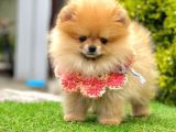 Safkan Pomeranian Boo Yavrularımız