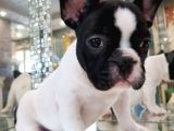 French Buldog Klasi̇k Ve Korsan Yavrular
