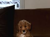 Irk garantili toy poodle bebeklerim