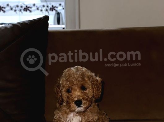 Irk Garantili Toy Poodle Bebeklerim