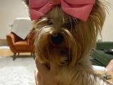 Erkek 0 Numara Yorkshire Terrier Yavru