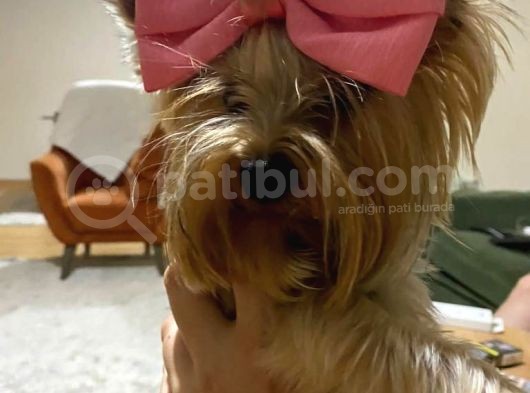 Erkek 0 Numara Yorkshire Terrier Yavru görsel