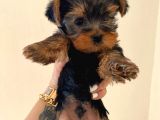 Erkek 0 Numara Yorkshire Terrier Yavru