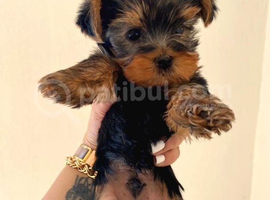 Erkek 0 Numara Yorkshire Terrier Yavru görsel