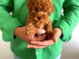 Yurt İçi Yurt Dışı Gönderim Imkanı Sağladığımız Irk Garantili Toy Poodle Yavrular