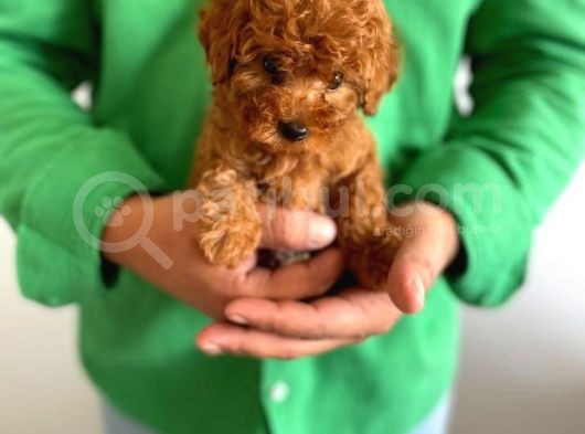 Yurt İçi Yurt Dışı Gönderim Imkanı Sağladığımız Irk Garantili Toy Poodle Yavrular görsel