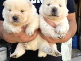 Chow Chow Rezervasyona Açık Yavrular