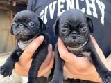 Mükemmel Kalite Pug Yavrular
