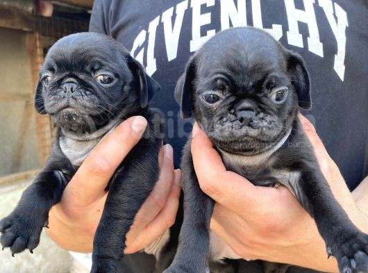 Mükemmel Kalite Pug Yavrular görsel