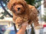 ÜRETİMDEN SAFKAN MALTİPOO YAVRULARI