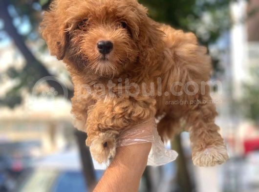 Üreti̇mden Safkan Malti̇poo Yavrulari