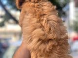 Üreti̇mden Safkan Malti̇poo Yavrulari