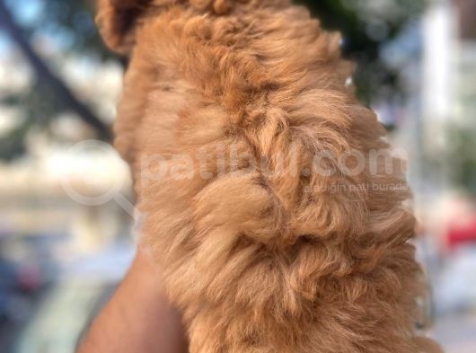 Üreti̇mden Safkan Malti̇poo Yavrulari görsel