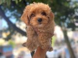 YURT DIŞI KALİTESİNDE MALTİPOO YAVRULARI