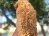 Yurt Dişi Kali̇tesi̇nde Malti̇poo Yavrulari