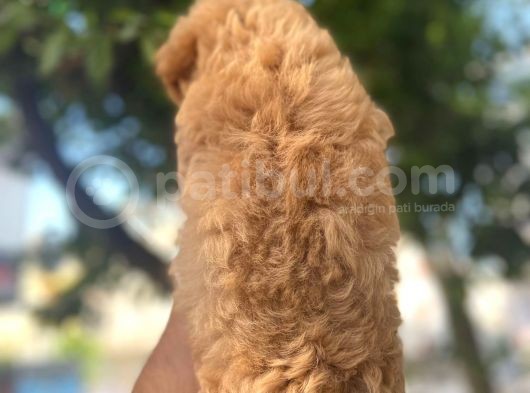 Yurt Dişi Kali̇tesi̇nde Malti̇poo Yavrulari görsel