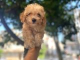 APRİCOT SAFKAN MALTİPOO YAVRULARI