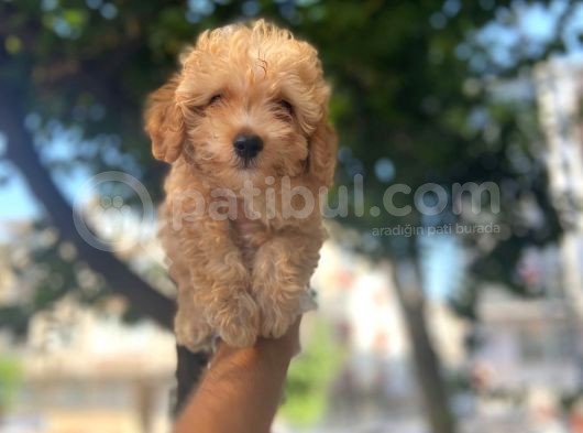 Apri̇cot Safkan Malti̇poo Yavrulari