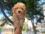 Apri̇cot Safkan Malti̇poo Yavrulari