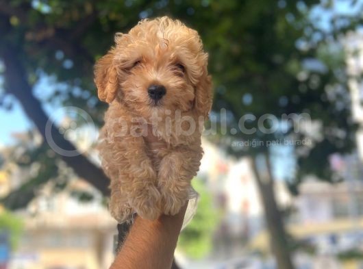 Apri̇cot Safkan Malti̇poo Yavrulari görsel