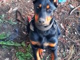 İri kemikli orjinal doberman yavrular