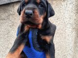 İri Kemikli Orjinal Doberman Yavrular