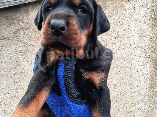 İri Kemikli Orjinal Doberman Yavrular görsel