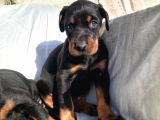 İri Kemikli Orjinal Doberman Yavrular